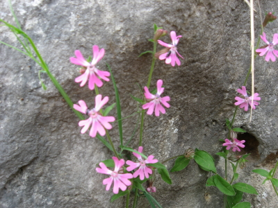 Silene pendula